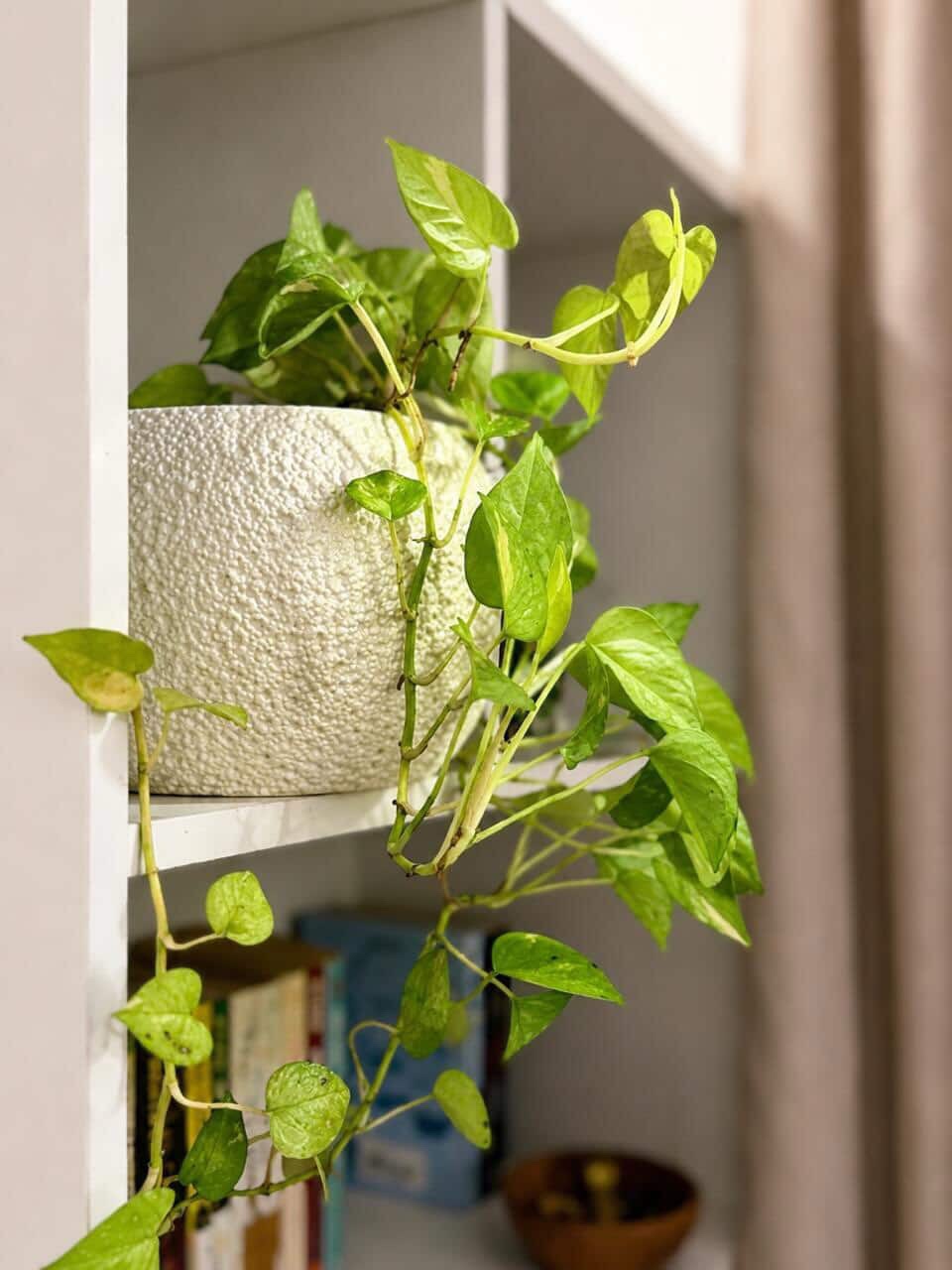 Luna Elegance Vase