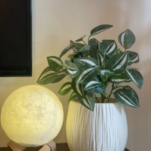 Peperomia Indoor Plant