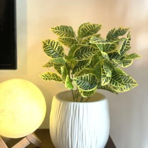 Zebra Indoor Plant