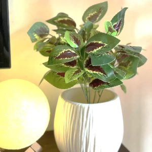 Burgundy Coleus Indoor Plant