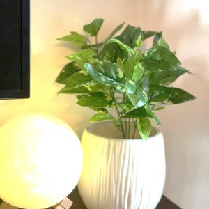 Golden Pothos Indoor Plant