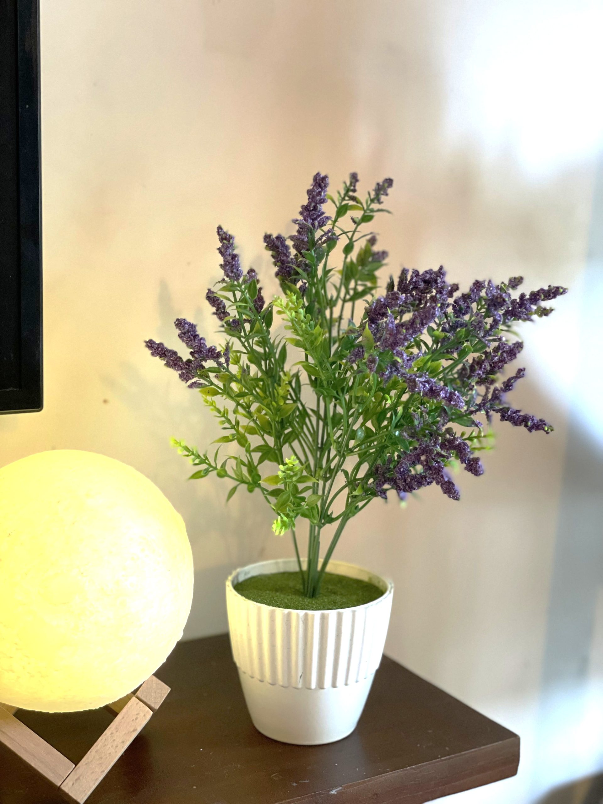 Mini Lavender Bliss Indoor Plant
